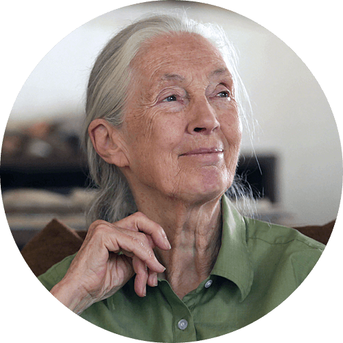 Dra. Jane Goodall, DBE